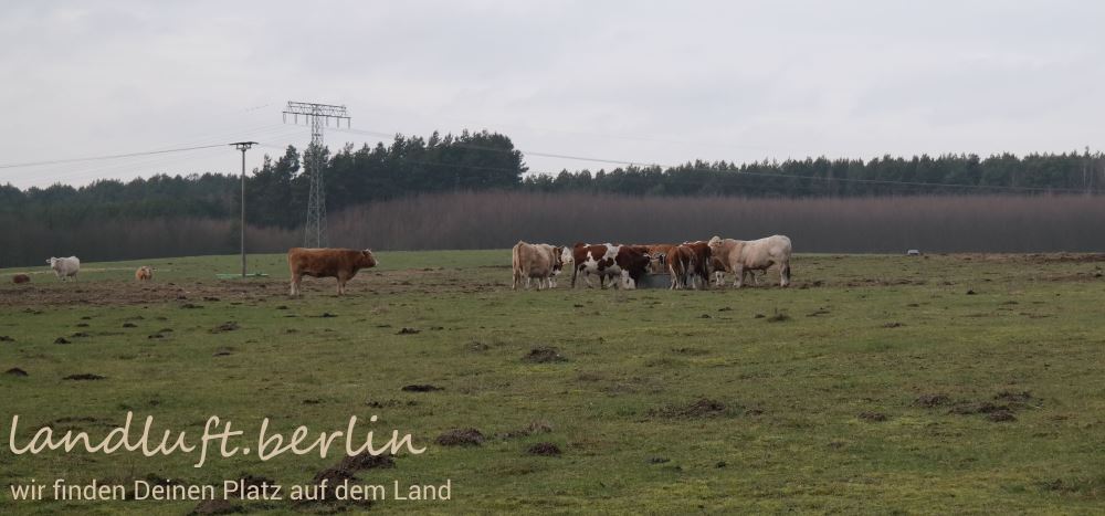 Kühe bei Golzow, Bauernhof in der Uckermark zu verkaufen