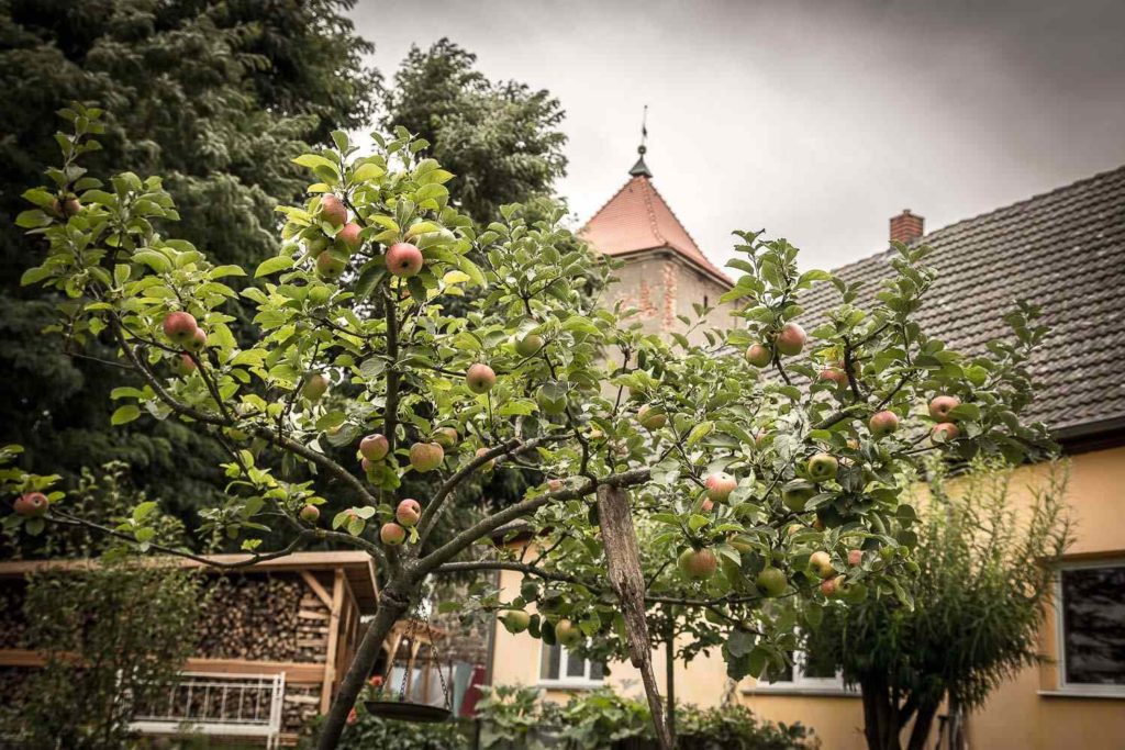Alte Schule in der Uckermark mit Apfelbäumen vor dem Haus