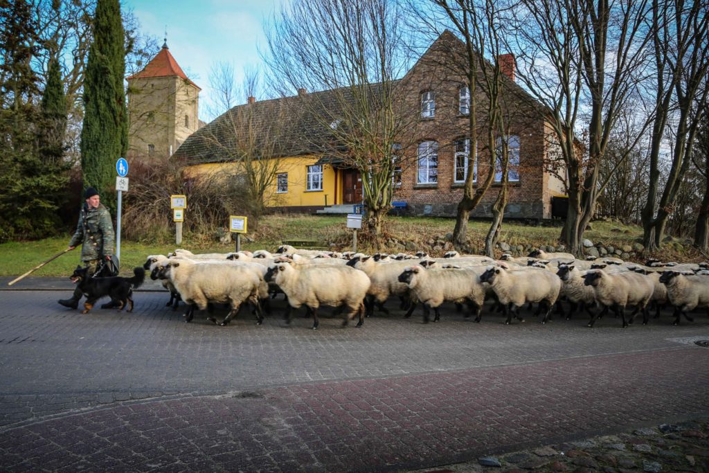 Schafe vor der Alten Schule