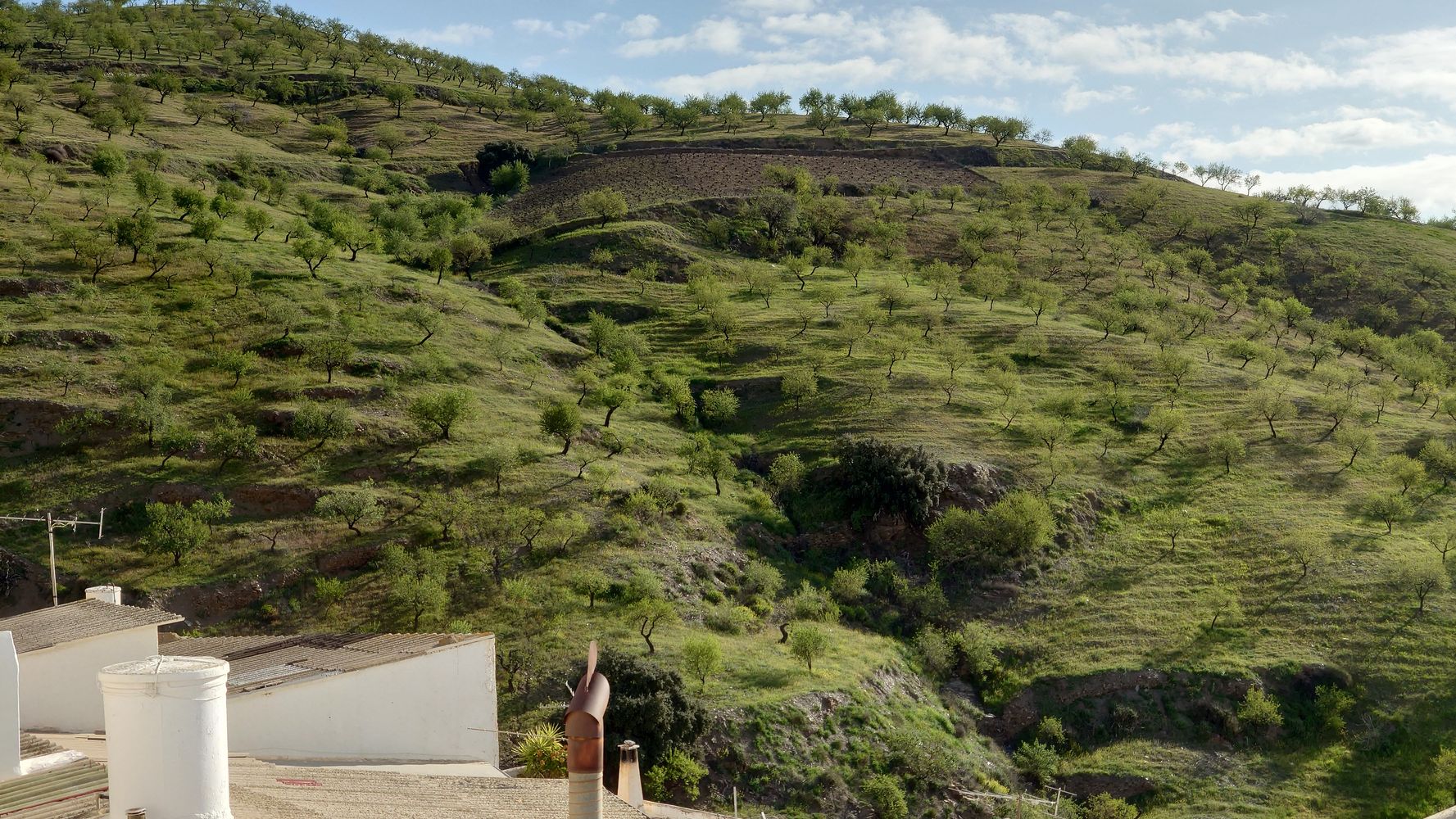 Blick vom Balkon  nach Osten über Mandelbäume Tele
