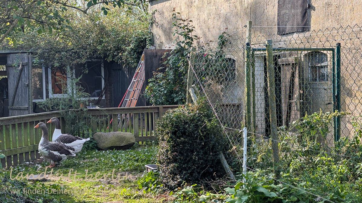 Die Wachgänse haben bereits viele Weihnachten überlebt