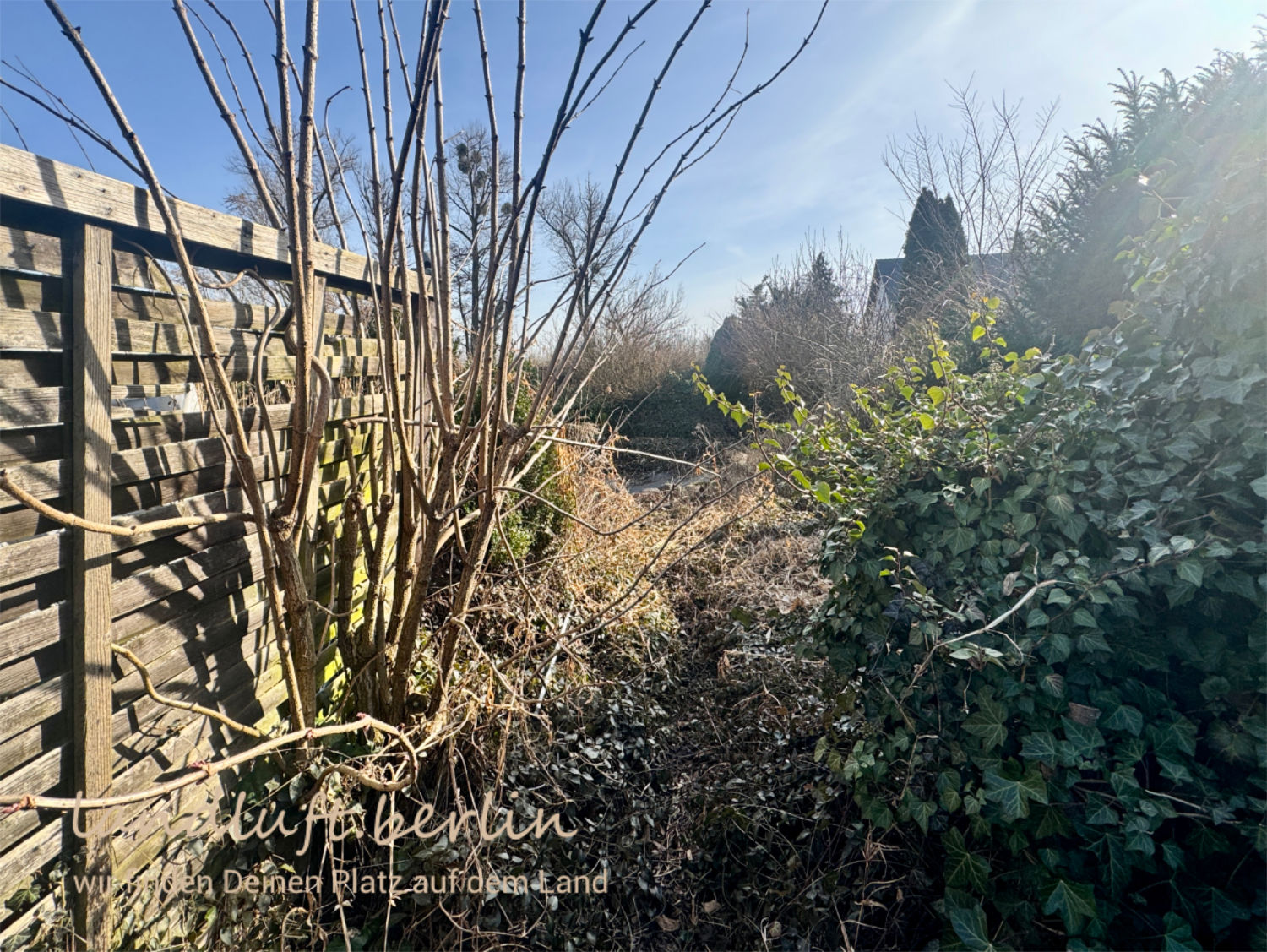 Gartenland, Holunder und Efeu, Blick nach Süden