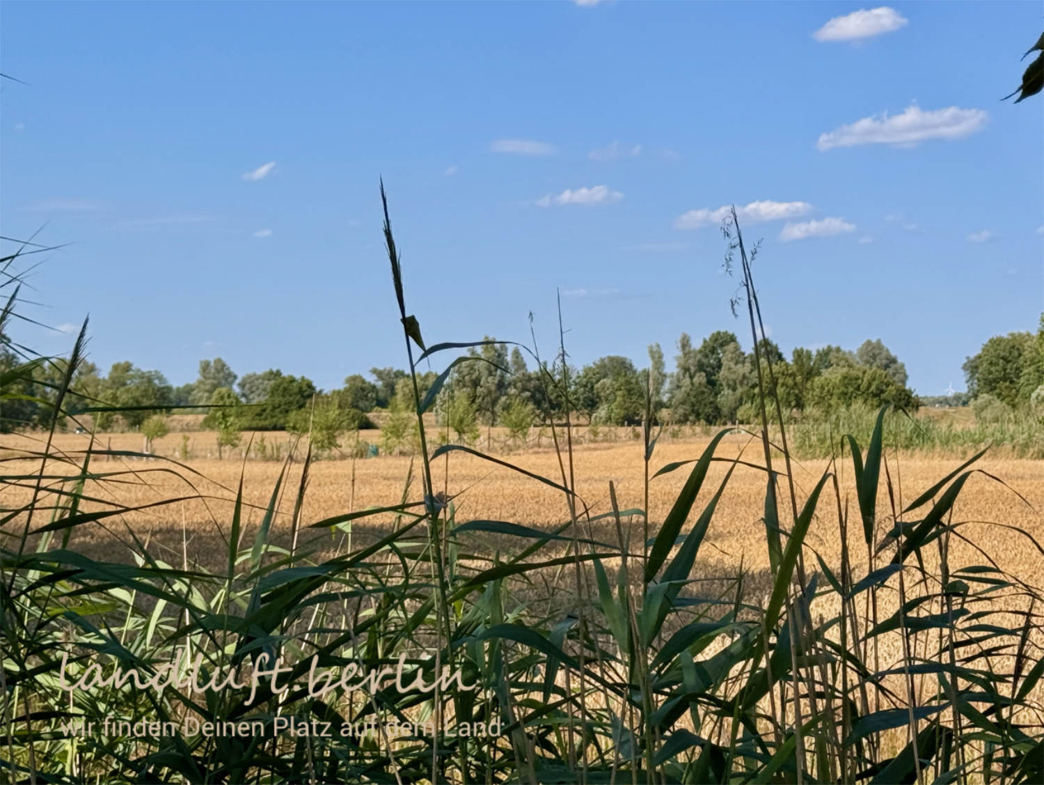 Gegenüberliegendes Feld und Straße zum Oderdeich