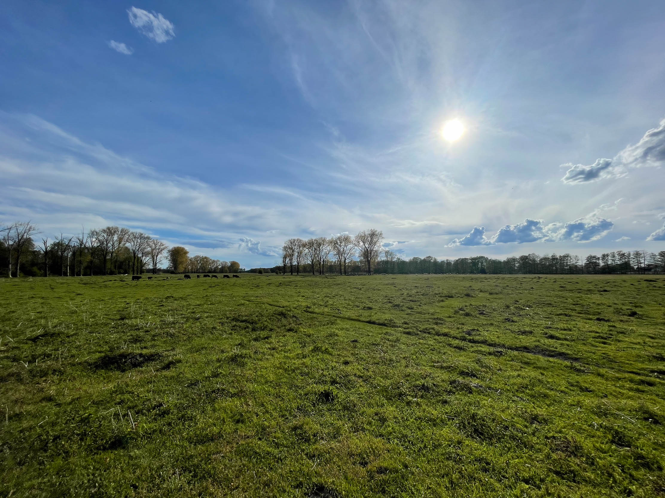 Weidewiese hinterm Gut