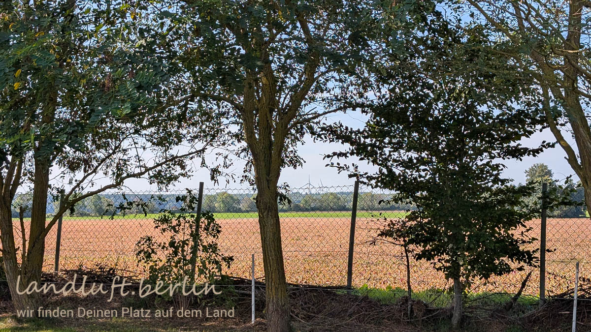 Zum Windschutz stehen Bäume und Sträucher entlang der Grundstücksgrenze. Die Windräder stehen 7 Kilometer entfernt.